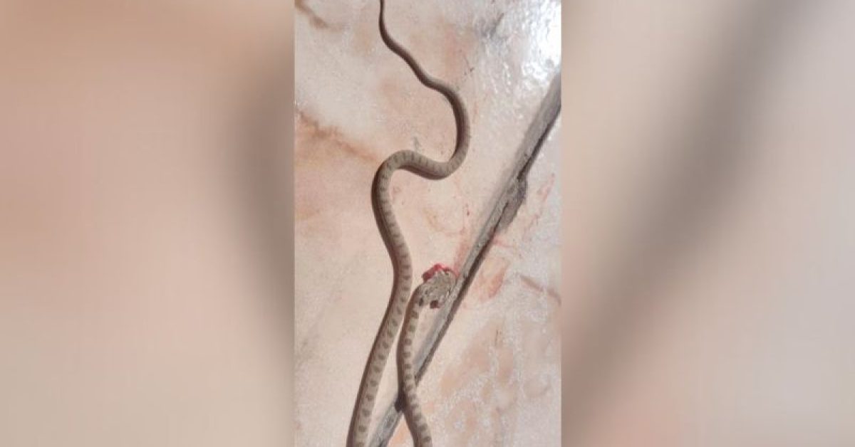 snake