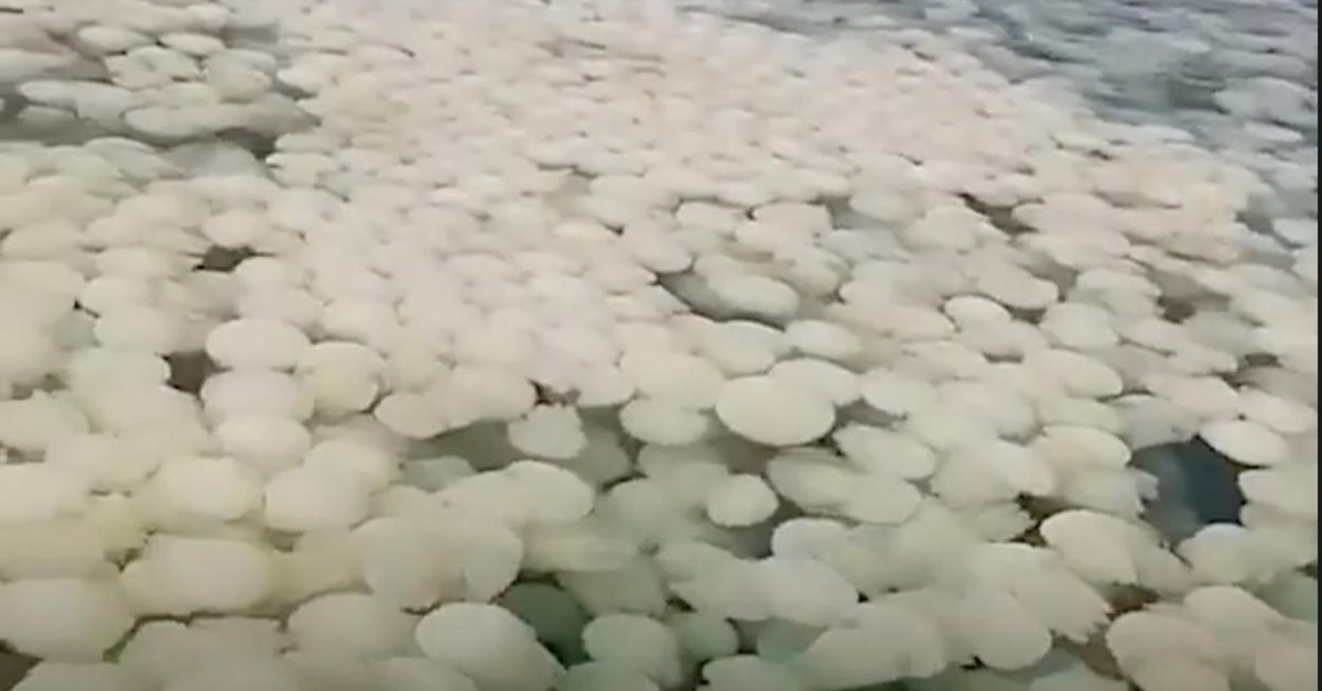 jelly fish