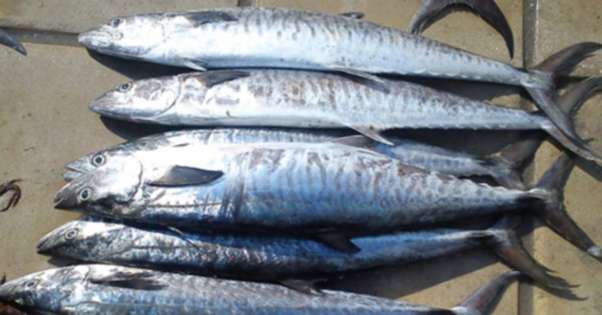king fish