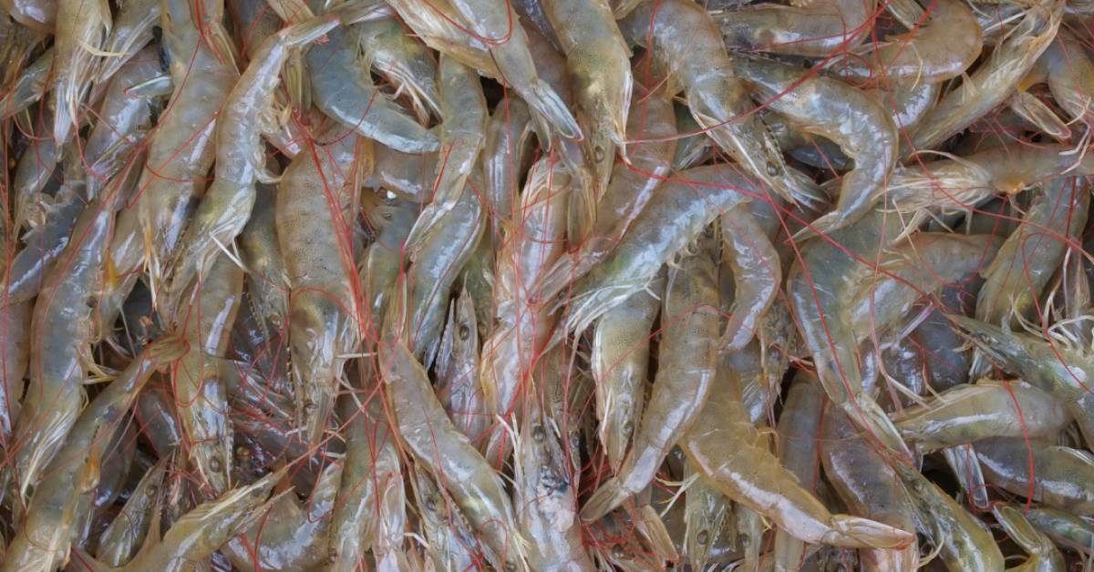 shrimp