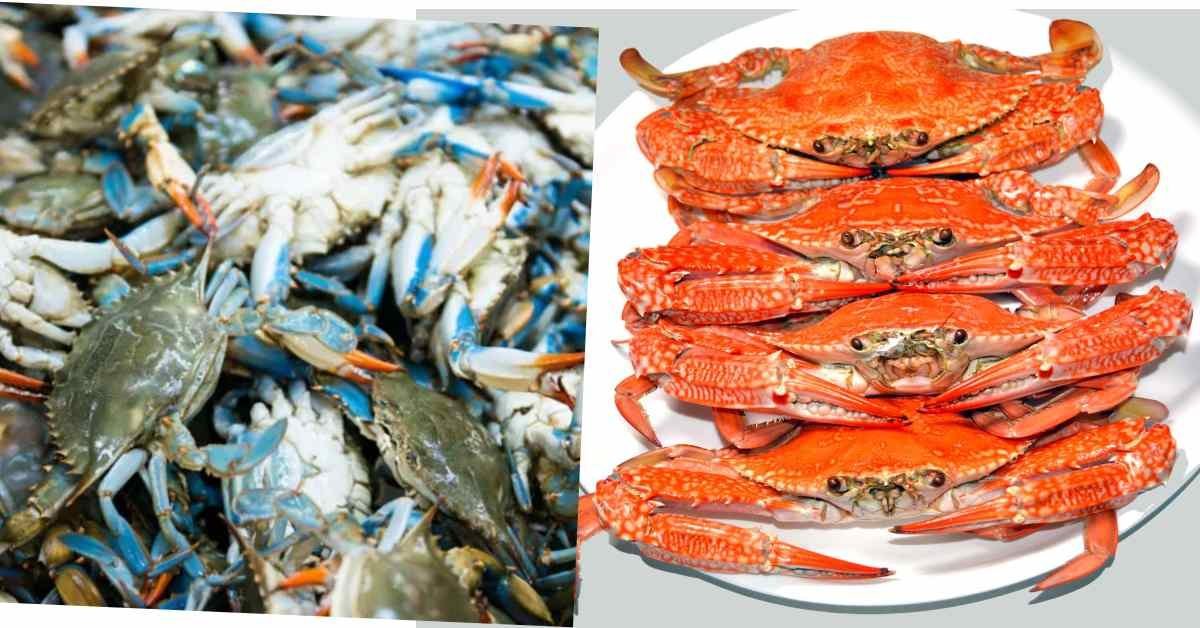 crab