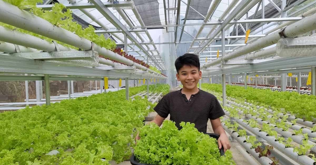 Start-Hydroponic-Farming-in-Mexico2