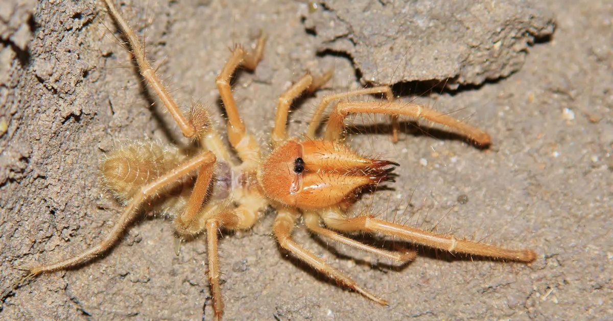 camel spider