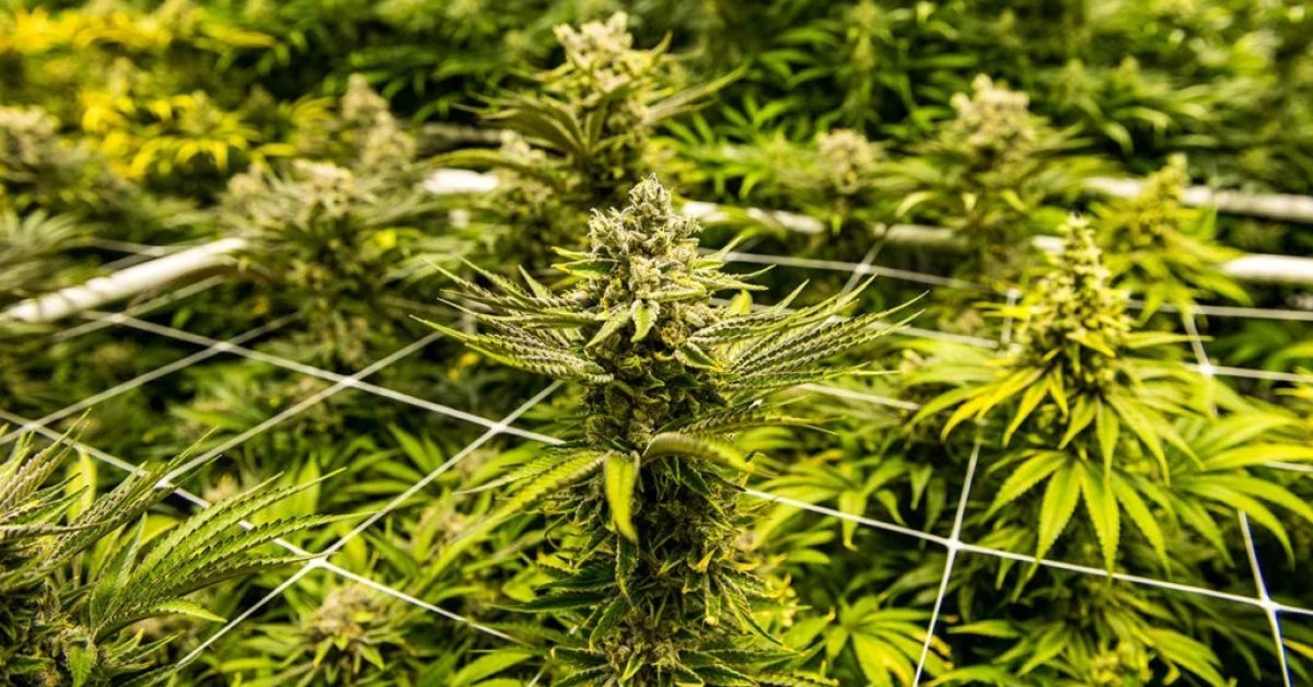 cannabis